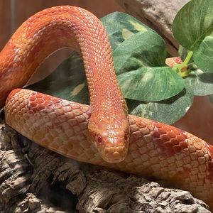 Meet your Posher, Deborah